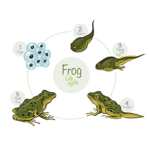 microslide Lesson Set From Tadpole to Frog
